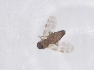  (Culicoides jacobsoni - CBG-B04988-E04)  @11 [ ] CreativeCommons - Attribution Share - Alike (2025) Centre for Biodiversity Genomics Centre for Biodiversity Genomics