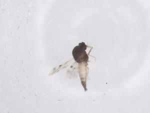  ( - CBG-B04988-G09)  @11 [ ] CreativeCommons - Attribution Share - Alike (2025) Centre for Biodiversity Genomics Centre for Biodiversity Genomics