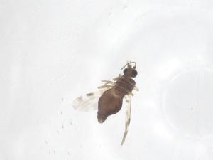  ( - CBG-B04989-H02)  @11 [ ] CreativeCommons - Attribution Share - Alike (2025) Centre for Biodiversity Genomics Centre for Biodiversity Genomics