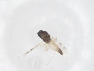  ( - CBG-B04991-G07)  @11 [ ] CreativeCommons - Attribution Share - Alike (2025) Centre for Biodiversity Genomics Centre for Biodiversity Genomics