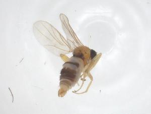  ( - CBG-B04994-D12)  @11 [ ] CreativeCommons - Attribution Share - Alike (2025) Centre for Biodiversity Genomics Centre for Biodiversity Genomics