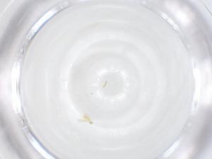  ( - CBG-B04994-G08)  @11 [ ] CreativeCommons - Attribution Share - Alike (2025) Centre for Biodiversity Genomics Centre for Biodiversity Genomics