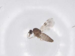  ( - CBG-B04995-G08)  @11 [ ] CreativeCommons - Attribution Share - Alike (2025) Centre for Biodiversity Genomics Centre for Biodiversity Genomics