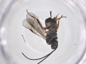  (Apanteles solox - CBG-B04995-H03)  @11 [ ] CreativeCommons - Attribution Share - Alike (2025) Centre for Biodiversity Genomics Centre for Biodiversity Genomics