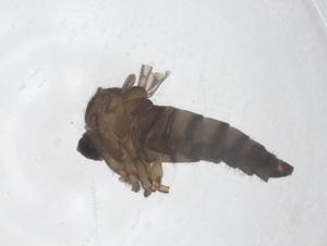  ( - CBG-B22059-A08)  @11 [ ] CreativeCommons - Attribution Share - Alike (2025) Centre for Biodiversity Genomics Centre for Biodiversity Genomics