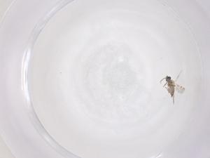  ( - CBG-B22060-A06)  @11 [ ] CreativeCommons - Attribution Share - Alike (2025) Centre for Biodiversity Genomics Centre for Biodiversity Genomics