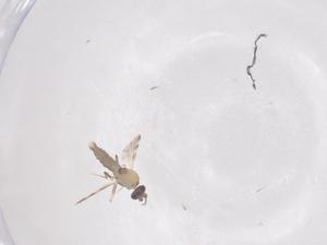  ( - CBG-B22060-F05)  @11 [ ] CreativeCommons - Attribution Share - Alike (2025) Centre for Biodiversity Genomics Centre for Biodiversity Genomics