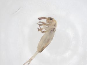  ( - CBG-B22079-F03)  @11 [ ] CreativeCommons - Attribution Share - Alike (2025) Centre for Biodiversity Genomics Centre for Biodiversity Genomics