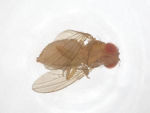  ( - CBG-B22572-H01)  @11 [ ] CreativeCommons - Attribution Share - Alike (2025) Centre for Biodiversity Genomics Centre for Biodiversity Genomics