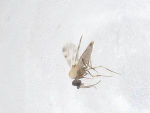  ( - CBG-B22581-E03)  @11 [ ] CreativeCommons - Attribution Share - Alike (2025) Centre for Biodiversity Genomics Centre for Biodiversity Genomics