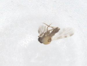  ( - CBG-B22581-F04)  @11 [ ] CreativeCommons - Attribution Share - Alike (2025) Centre for Biodiversity Genomics Centre for Biodiversity Genomics