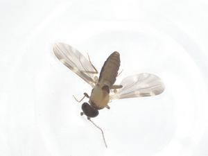  (Culicoides gewertzi - CBG-B22587-H01)  @11 [ ] CreativeCommons - Attribution Share - Alike (2025) Centre for Biodiversity Genomics Centre for Biodiversity Genomics