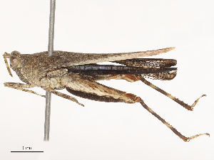  ( - CBG-B23327-G03)  @11 [ ] CreativeCommons - Attribution Share - Alike (2025) CBG Photography Group Centre for Biodiversity Genomics