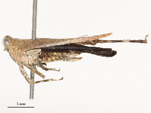  ( - CBG-B23327-G04)  @11 [ ] CreativeCommons - Attribution Share - Alike (2025) CBG Photography Group Centre for Biodiversity Genomics