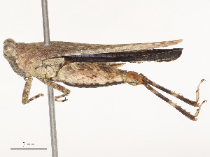  ( - CBG-B23327-G05)  @11 [ ] CreativeCommons - Attribution Share - Alike (2025) CBG Photography Group Centre for Biodiversity Genomics