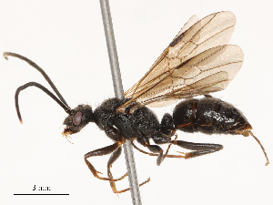  ( - CBG-B23327-G08)  @11 [ ] CreativeCommons - Attribution Share - Alike (2025) CBG Photography Group Centre for Biodiversity Genomics