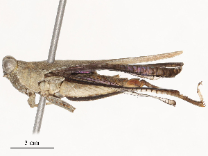  ( - CBG-B23327-H01)  @11 [ ] CreativeCommons - Attribution Share - Alike (2025) CBG Photography Group Centre for Biodiversity Genomics