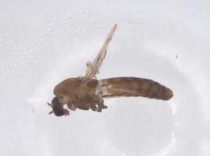  (Zavreliella - CBG-B23617-E09)  @11 [ ] CreativeCommons - Attribution Share - Alike (2025) Centre for Biodiversity Genomics Centre for Biodiversity Genomics