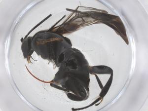  ( - CBG-B23618-C04)  @11 [ ] CreativeCommons - Attribution Share - Alike (2025) Centre for Biodiversity Genomics Centre for Biodiversity Genomics