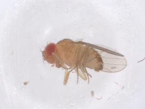  ( - CBG-B23703-C02)  @11 [ ] CreativeCommons - Attribution Share - Alike (2025) Centre for Biodiversity Genomics Centre for Biodiversity Genomics