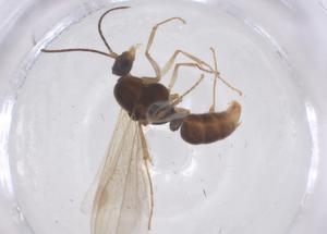  (Brachyponera brevidorsa - CBG-B23740-E04)  @11 [ ] CreativeCommons - Attribution Share - Alike (2025) Centre for Biodiversity Genomics Centre for Biodiversity Genomics