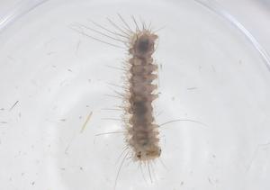  ( - CBG-B23741-F07)  @11 [ ] CreativeCommons - Attribution Share - Alike (2025) Centre for Biodiversity Genomics Centre for Biodiversity Genomics