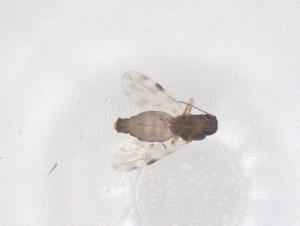  ( - CBG-B23742-F02)  @11 [ ] CreativeCommons - Attribution Share - Alike (2025) Centre for Biodiversity Genomics Centre for Biodiversity Genomics