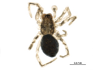  ( - BIOUG36268-F12)  @11 [ ] CreativeCommons - Attribution (2018) CBG Photography Group Centre for Biodiversity Genomics