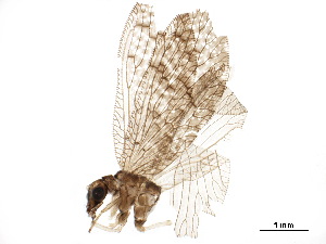  ( - BIOUG36266-F01)  @11 [ ] CreativeCommons - Attribution (2018) CBG Photography Group Centre for Biodiversity Genomics