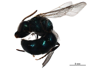  (Augochlora MEXgrp201 - BIOUG44447-G01)  @11 [ ] CreativeCommons - Attribution (2019) CBG Photography Group Centre for Biodiversity Genomics