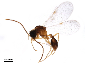  (Strumigenys margaritae - BIOUG45004-G11)  @11 [ ] CreativeCommons - Attribution (2019) CBG Photography Group Centre for Biodiversity Genomics