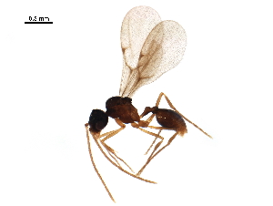  (Strumigenys elongata - BIOUG45005-A06)  @13 [ ] CreativeCommons - Attribution (2019) CBG Photography Group Centre for Biodiversity Genomics