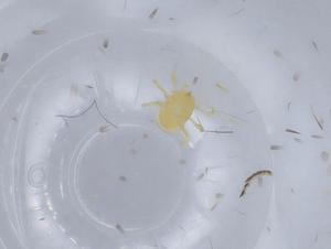  ( - BIOUG66713-A09)  @11 [ ] CreativeCommons - Attribution (2021) Centre for Biodiversity Genomics Centre for Biodiversity Genomics