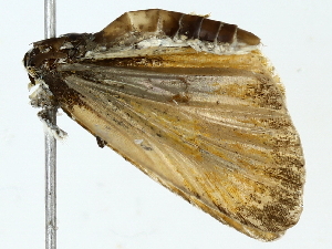  ( - BIOUG80116-B10)  @11 [ ] CreativeCommons - Attribution (2022) CBG Photography Group Centre for Biodiversity Genomics