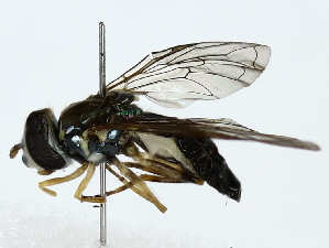  ( - BIOUG80116-F09)  @13 [ ] CreativeCommons - Attribution (2022) CBG Photography Group Centre for Biodiversity Genomics