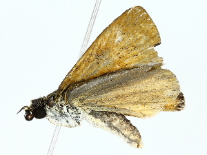  ( - BIOUG85262-B08)  @11 [ ] CreativeCommons - Attribution (2022) CBG Photography Group Centre for Biodiversity Genomics