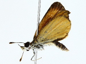  ( - BIOUG85502-G06)  @11 [ ] CreativeCommons - Attribution (2022) CBG Photography Group Centre for Biodiversity Genomics