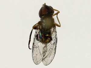  ( - BIOUG85522-D01)  @11 [ ] CreativeCommons - Attribution (2022) CBG Photography Group Centre for Biodiversity Genomics