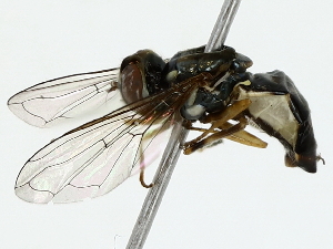  (Toxomerus dispar - BIOUG85522-E05)  @13 [ ] CreativeCommons - Attribution (2022) CBG Photography Group Centre for Biodiversity Genomics
