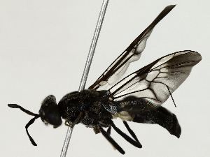  ( - BIOUG85522-H03)  @11 [ ] CreativeCommons - Attribution (2022) CBG Photography Group Centre for Biodiversity Genomics