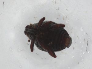  ( - BIOUG89217-C02)  @11 [ ] CreativeCommons - Attribution (2022) Centre for Biodiversity Genomics Centre for Biodiversity Genomics