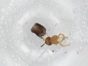  ( - BIOUG89220-C09)  @11 [ ] CreativeCommons - Attribution (2022) Centre for Biodiversity Genomics Centre for Biodiversity Genomics