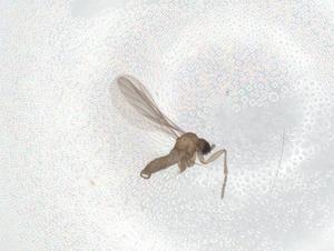  ( - BIOUG90177-D08)  @11 [ ] CreativeCommons - Attribution (2022) Centre for Biodiversity Genomics Centre for Biodiversity Genomics