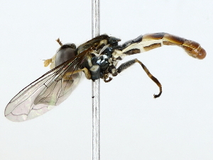  ( - BIOUG85525-F06)  @13 [ ] CreativeCommons - Attribution (2022) CBG Photography Group Centre for Biodiversity Genomics