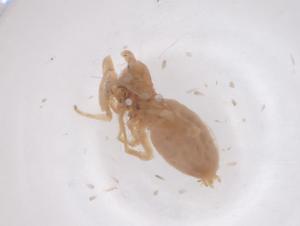  ( - CBG-B03675-C04)  @11 [ ] CreativeCommons - Attribution Share - Alike (2025) Centre for Biodiversity Genomics Centre for Biodiversity Genomics