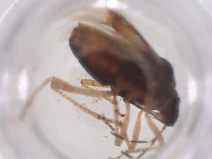  ( - CBG-B03733-D02)  @11 [ ] CreativeCommons - Attribution Share - Alike (2025) Centre for Biodiversity Genomics Centre for Biodiversity Genomics