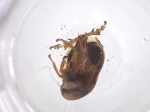  ( - CBG-B03802-E01)  @11 [ ] CreativeCommons - Attribution Share - Alike (2025) Centre for Biodiversity Genomics Centre for Biodiversity Genomics