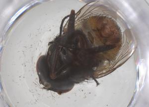  ( - CBG-B09942-G06)  @11 [ ] CreativeCommons - Attribution Share - Alike (2025) Centre for Biodiversity Genomics Centre for Biodiversity Genomics