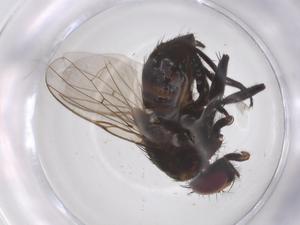  ( - CBG-B09943-A08)  @11 [ ] CreativeCommons - Attribution Share - Alike (2025) Centre for Biodiversity Genomics Centre for Biodiversity Genomics