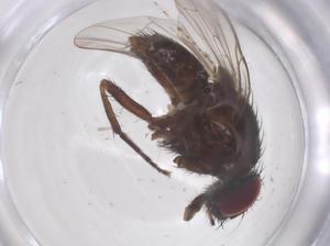  ( - CBG-B09943-A10)  @11 [ ] CreativeCommons - Attribution Share - Alike (2025) Centre for Biodiversity Genomics Centre for Biodiversity Genomics